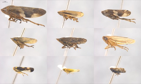 Cercopidae and Cicadellidae of VCC